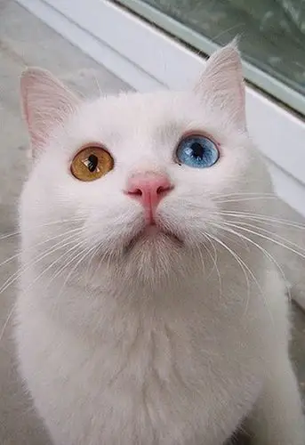 这只猫两只眼睛颜色不一样,什么猫啊