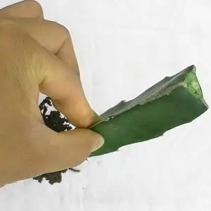 嫁接砧木 三角柱三棱箭可以做嫁接蟹爪兰的仙人掌科植物砧木