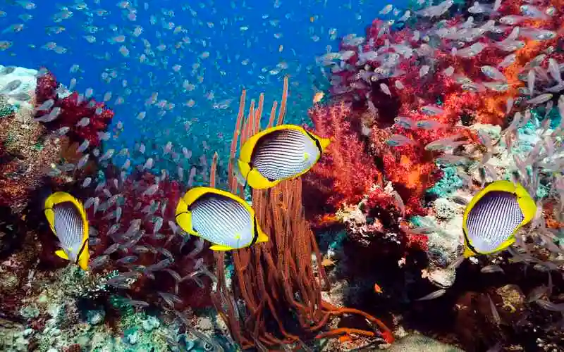 奇幻神秘美丽的海底世界高清图片电脑桌面壁纸第二辑