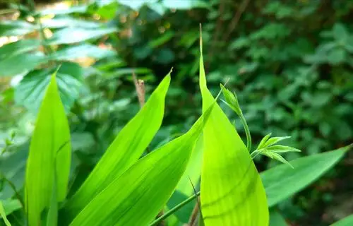 佳佳识花14——淡竹叶