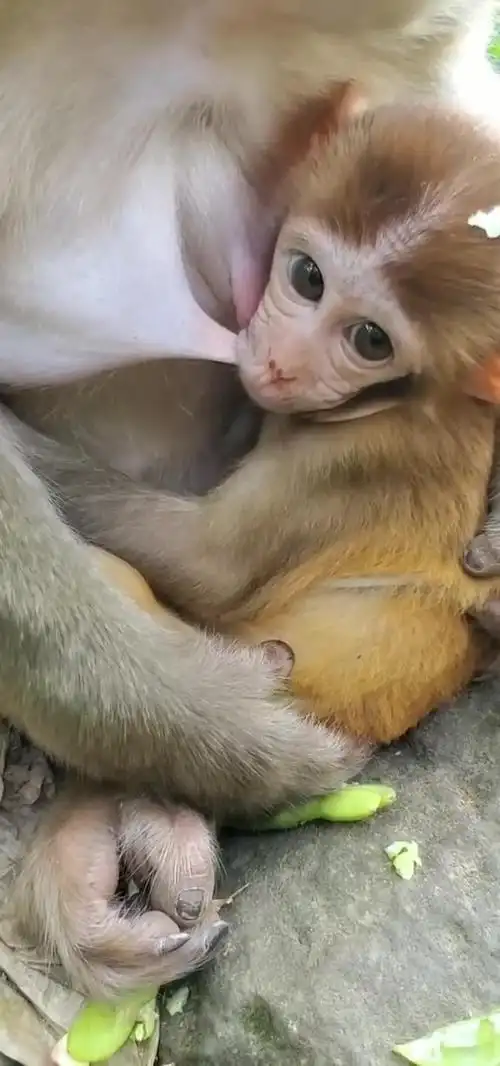 小猴在吃奶,有没有想尝一口的.