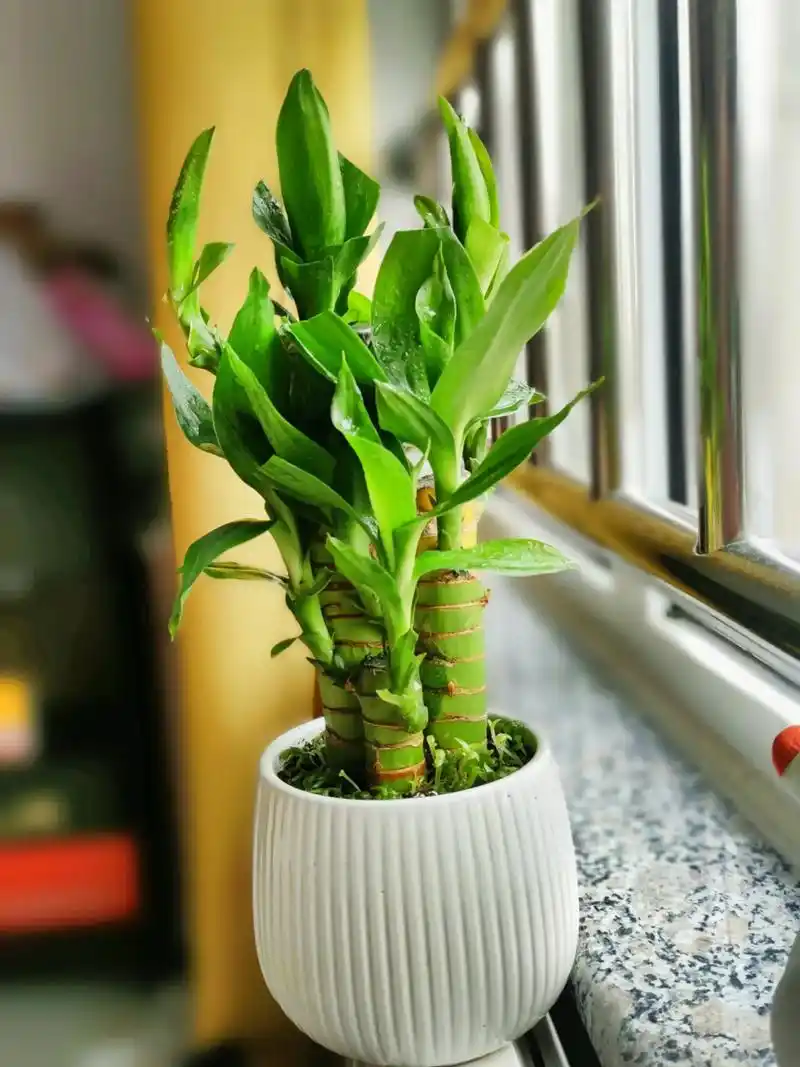 我滴小盆栽~我的小鸭子拥有了一个紫色的小主人 富贵竹,昨天让 - 抖音