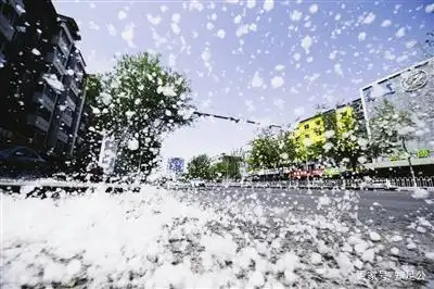 柳絮 此花三月归,日夜满天飞 不争桃李色,只愿被风吹 (中华新韵) 图片