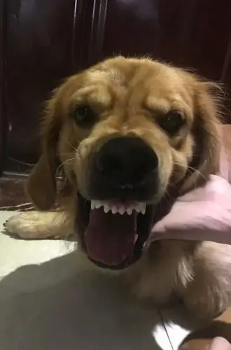 回应: 【讨论】想看你们家狗子呲牙咧嘴的亚子