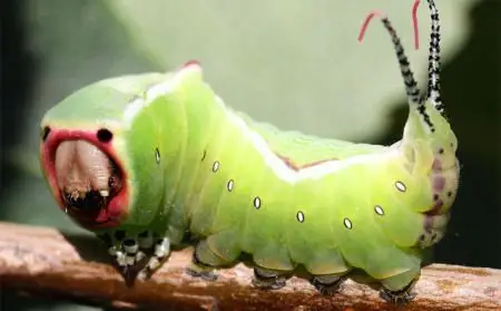 展开全部 cerura vinula(黑带二尾舟蛾) 黑带二尾舟蛾的幼虫 【扑它