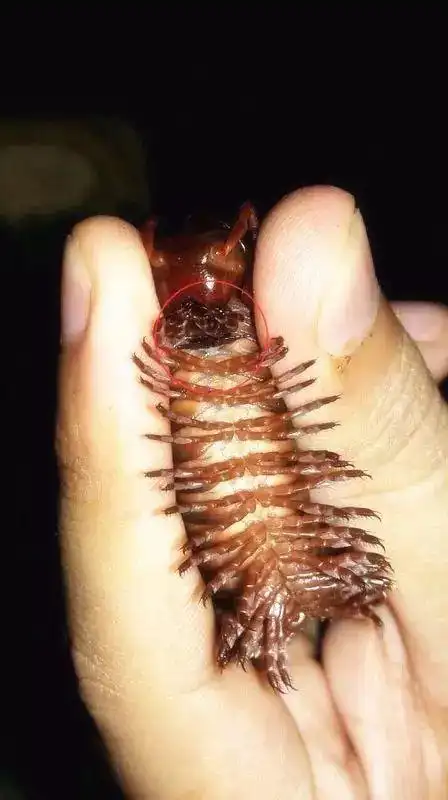 修订版饲养零风险温顺巨人变身巧克球非洲巨人马陆