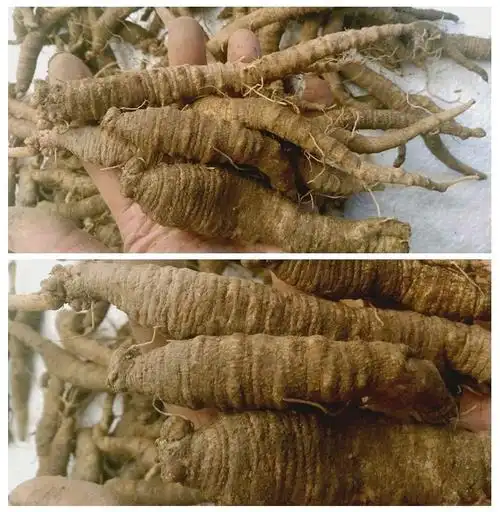 现挖长白山新鲜东北特产沙参山地瓜山胡萝卜轮叶党参1斤500克 10个