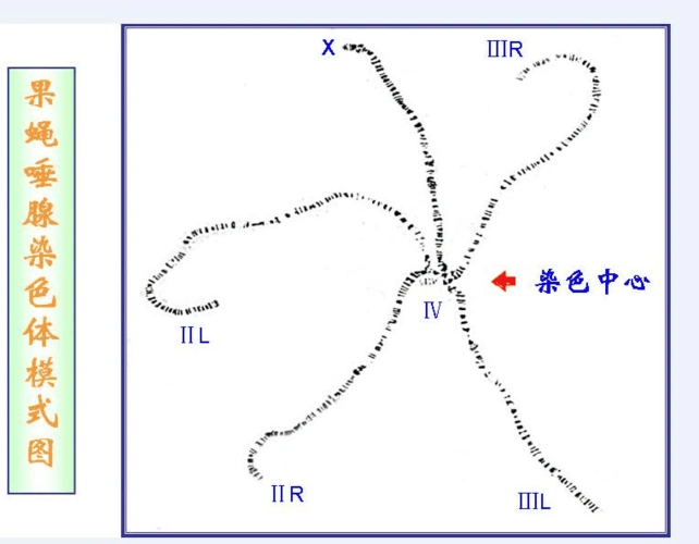 果蝇唾腺染色体标本的制备与观察