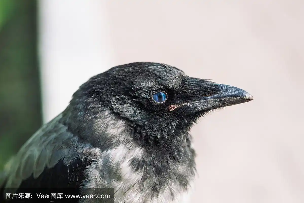 特写乌鸦的肖像.城市鸟类.