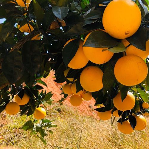【二级果】正宗赣南脐橙果园直邮江西橙子应季新鲜甜橙