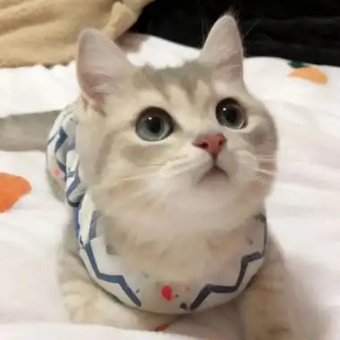 可爱的喵咪头像,可爱猫咪头像呆萌_动物头像_头像控