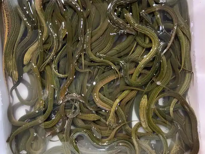 江汉平原黄鳝长鱼鳝鱼黄鳝丝鲜活新鲜盘鳝现杀大鲫鱼活体批发50斤