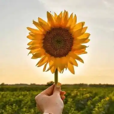 唯美向日葵微信头像图片阳光坚强的向日葵花