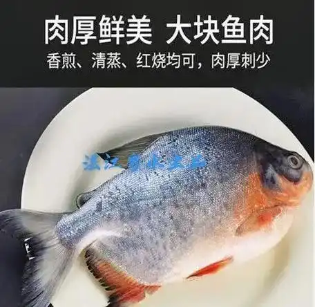 红鲳鱼 刺少肉多 急冻锁鲜.红鲳鱼在南方地区不太受欢迎,反而 - 抖音