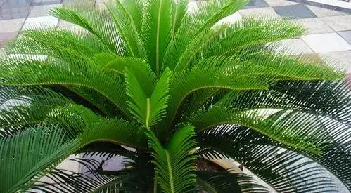 红铁树的功效与作用,主要在于药用以及观赏