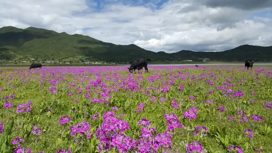 满山遍野的野花.