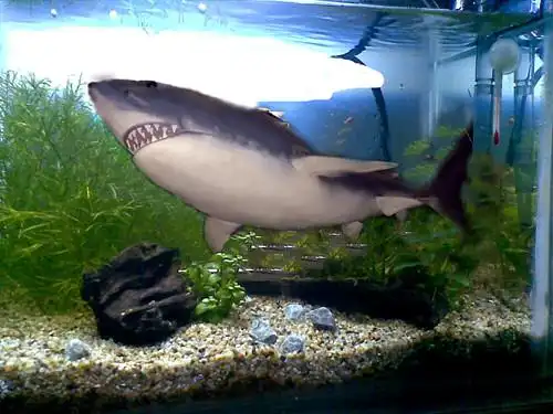 谁知道鱼缸里怎样布景能有(霸气)的感觉!