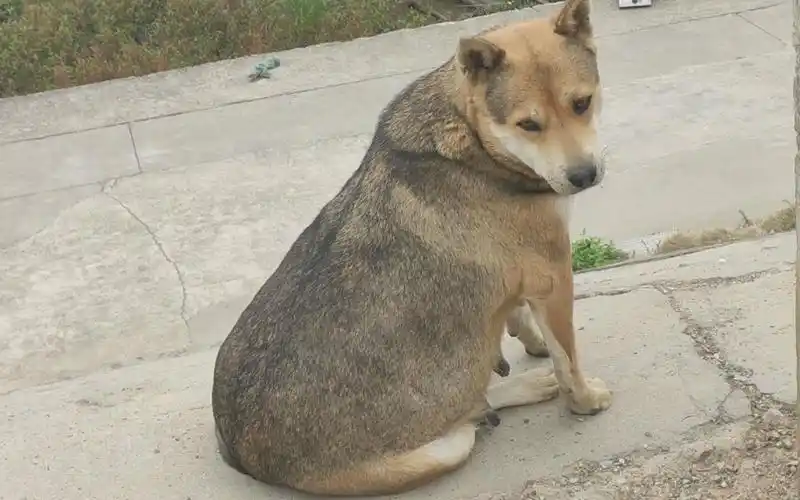 最胖的中华田园犬胖灰灰,它的女儿胖花花快超过了它,胖狗家族
