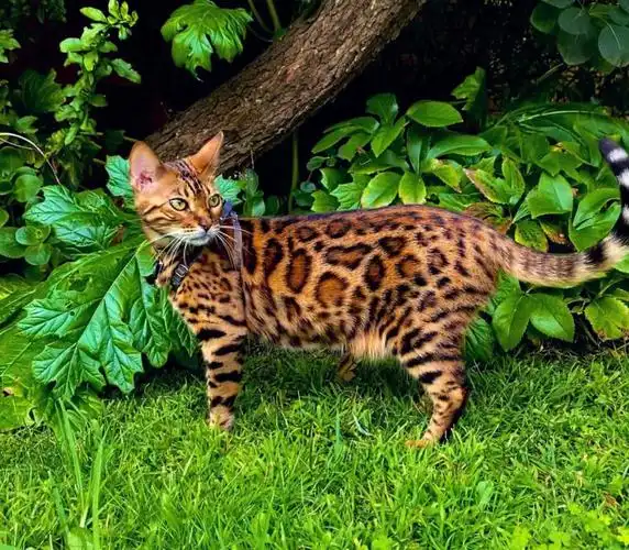 孟加拉豹猫性格特点