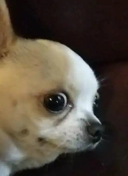 哪里有超超超超超绝的可爱吉娃娃表情包呢?