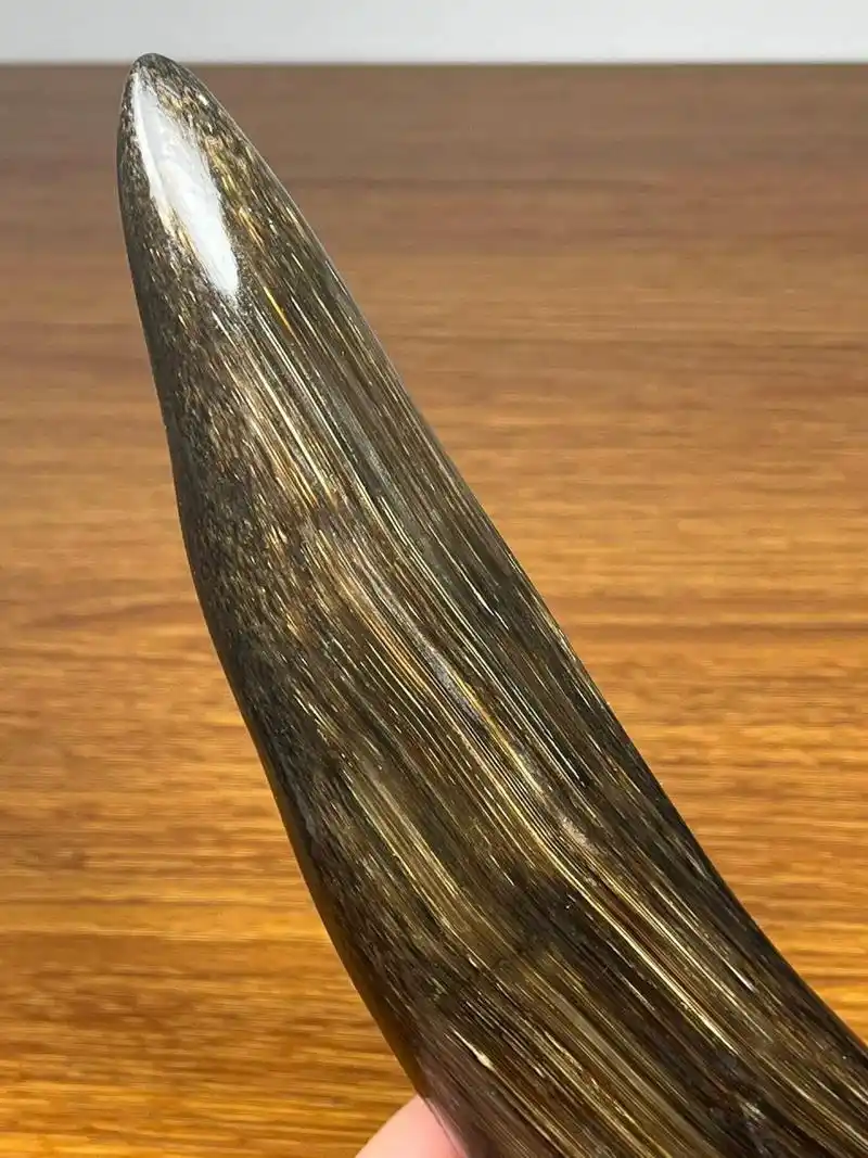 披毛犀角尖 披毛犀角尖尺寸:195×56×32mm克重:229.6g