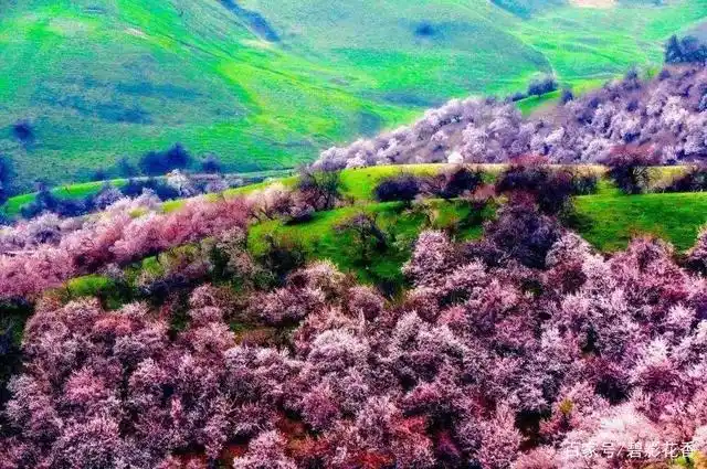 不负春光,带你云游大美中国的春天花海