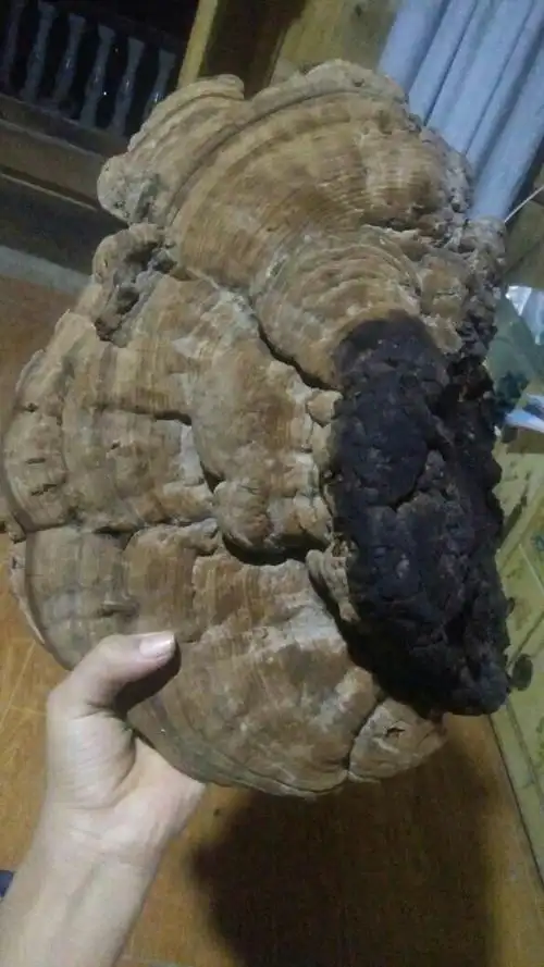 这树舌灵芝有毒吗?