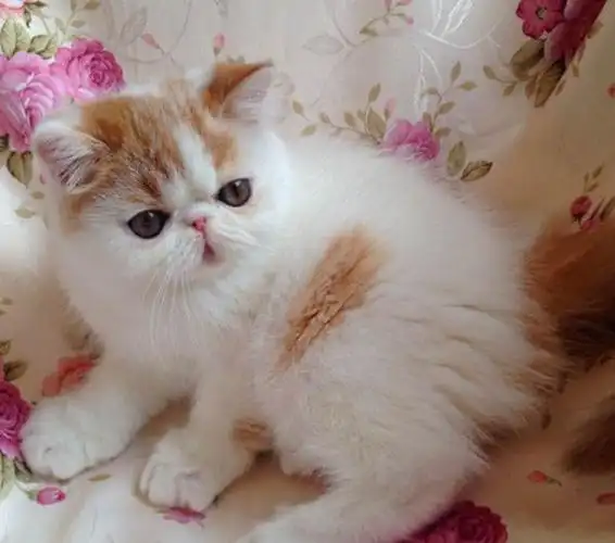 出售红白梵文樊加菲猫 毛色好 品相好