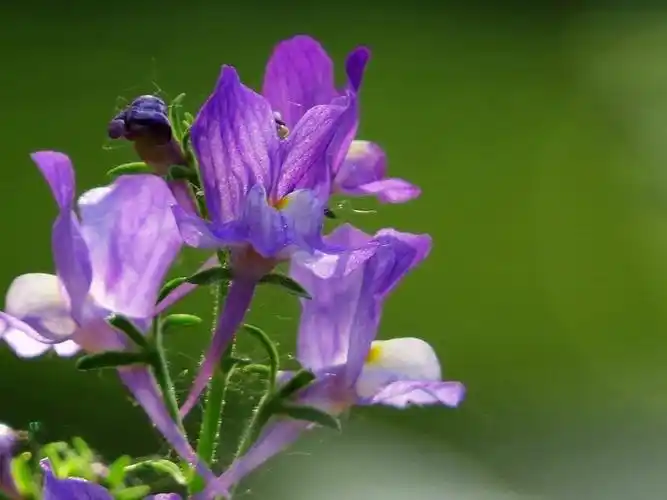 柳穿鱼植物的花期是几月到几月-花海建设-长景园林网