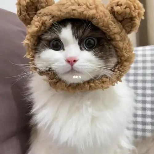 戴帽子的小猫咪能有多可爱