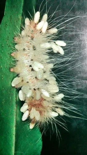 毛毛虫化蛹时,有类似蚂蚁的昆虫在毛虫身上,是为了产卵寄生吗?