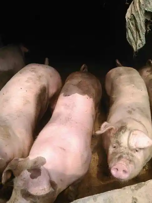 [供应信息] 河北省衡水市深州市供应外三元生猪   地区:河北省 衡水市