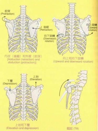 纳迪精讲丨天使的"翅膀"不美丽_肩胛