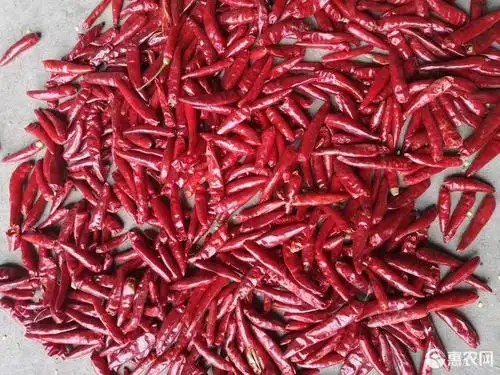 新一代干辣椒 内黄新一代辣椒