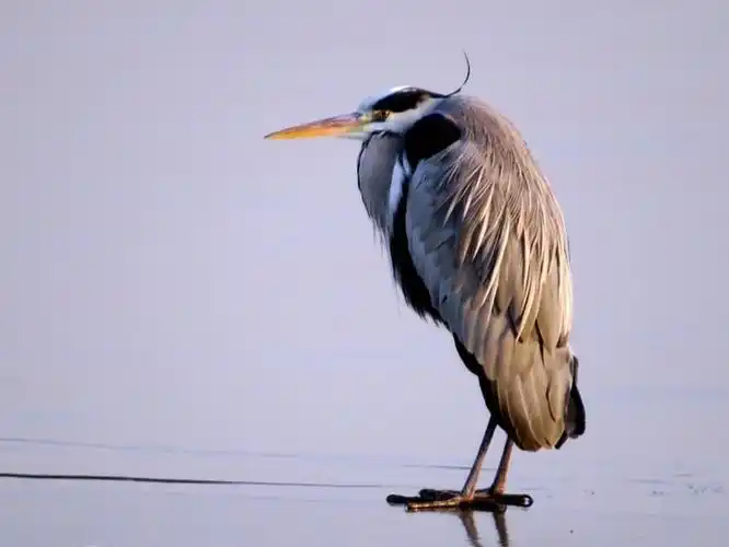 我的家乡我的鸟 .湿地水鸟篇(商丘野生鸟类摄影汇编)