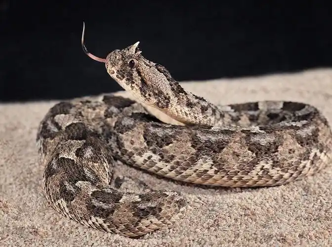 蝰蛇是国家几级保护动物