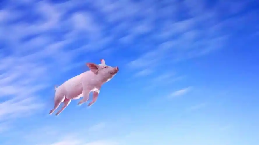 "只要站在风口,猪也能飞起来."——雷军