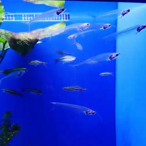 上海海洋水族馆