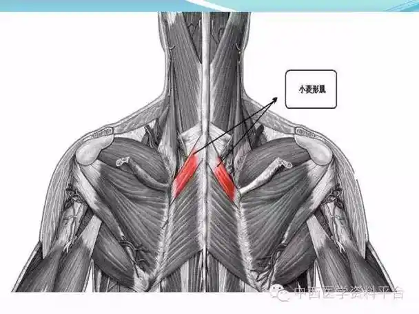 珍藏版人体背面的筋膜连接