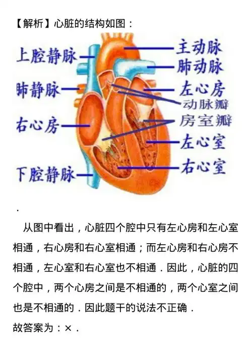 【题目】心脏的四个腔中,两个心房之间是相通的,两个心室之间也是相通