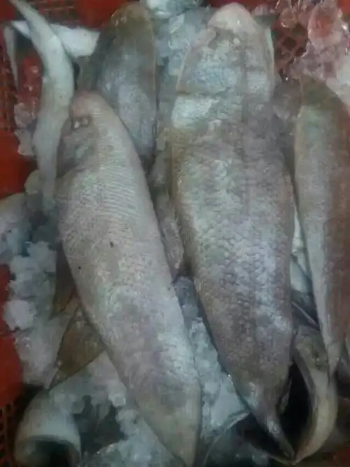 本港龙舌鱼(鞋底鱼)