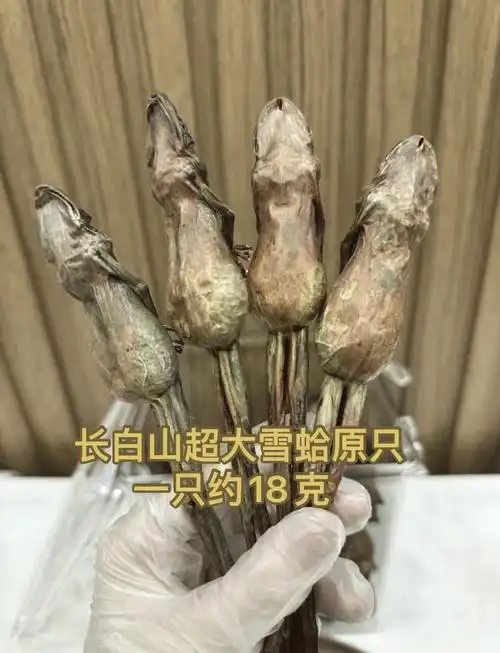 🐸长白山巨无霸雪蛤🥣