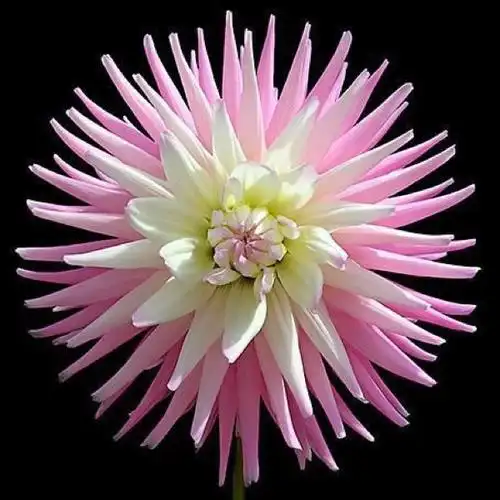 世界上最罕见的花~太美啦!