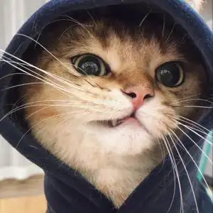 铲屎官晶猫猫头像