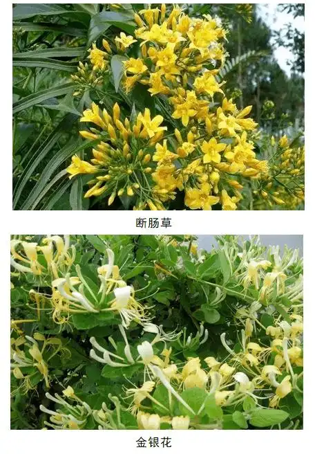 把神农毒死的草药断肠草