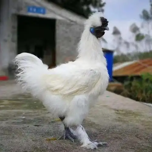 一斤白凤乌鸡【4公母鸡】【图片 价格 品牌 报价】-京东