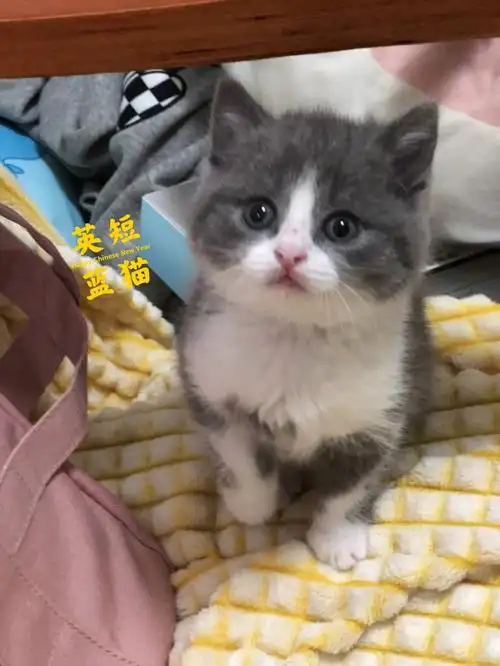 自家养的英短蓝猫