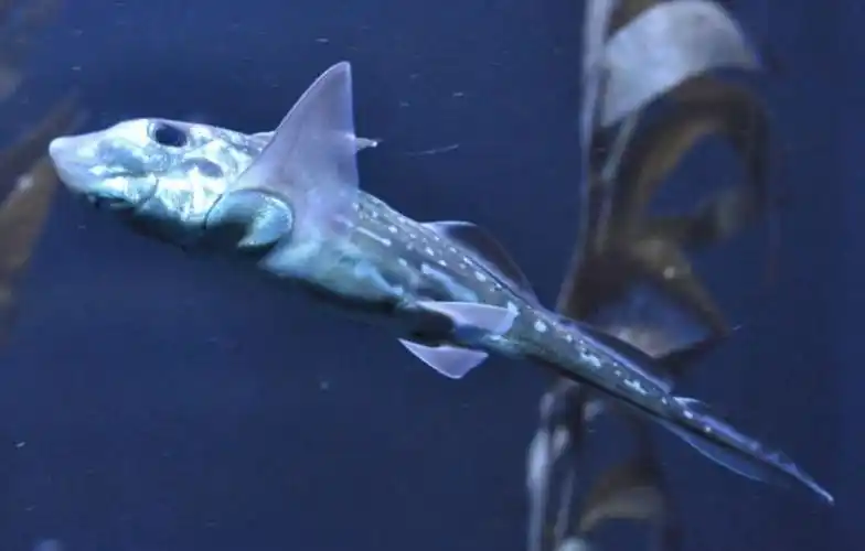 幼鱼出生时全长14厘米.