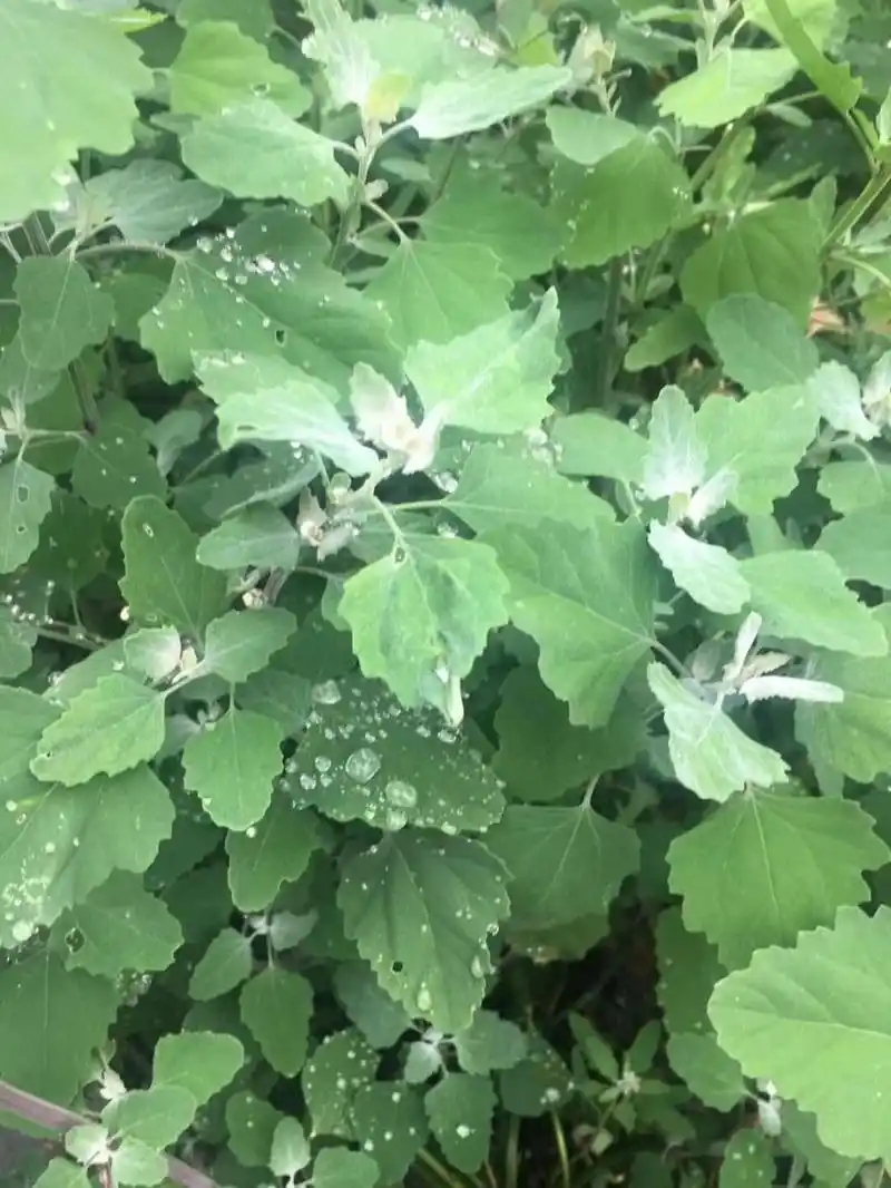 灰灰菜幼苗和嫩茎叶可食用,味道鲜美,口感柔嫩,营养丰富.