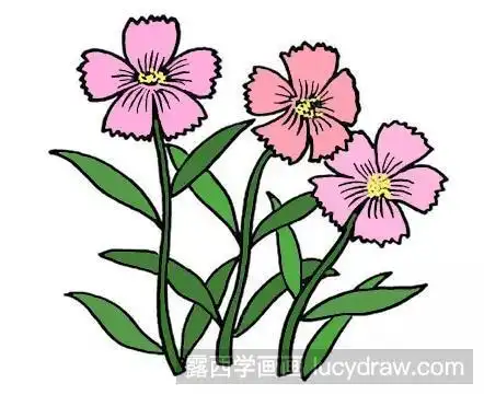 石竹花简笔画求石竹花的解剖图石竹花手绘线稿展示线性石竹花简笔画